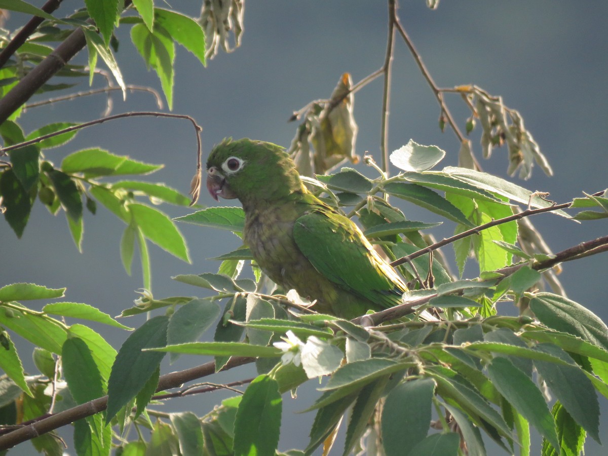 Olive-throated Parakeet - ML620785741