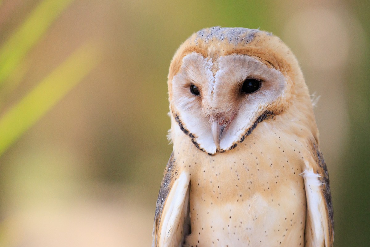 Barn Owl - ML620785751