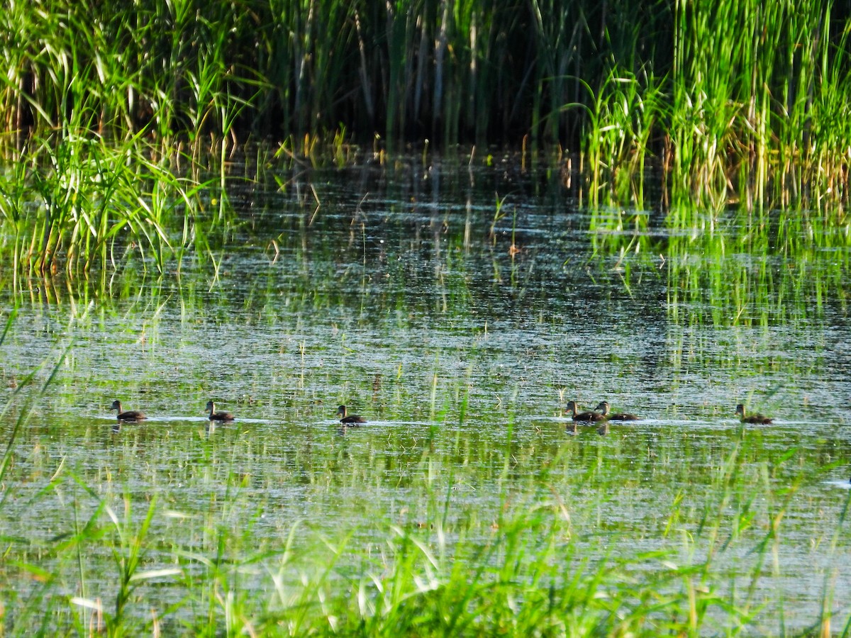 Wood Duck - ML620785754