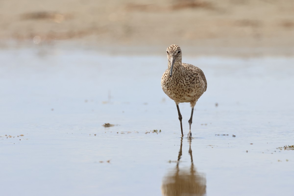 Willet - ML620785761