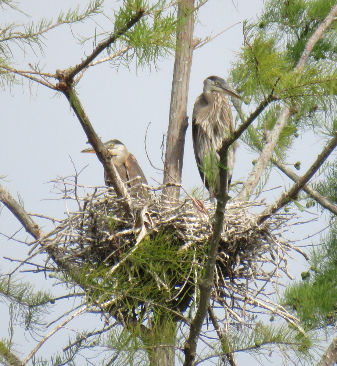 Great Blue Heron - ML620785764