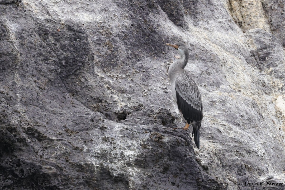 Red-legged Cormorant - Laura Forrest