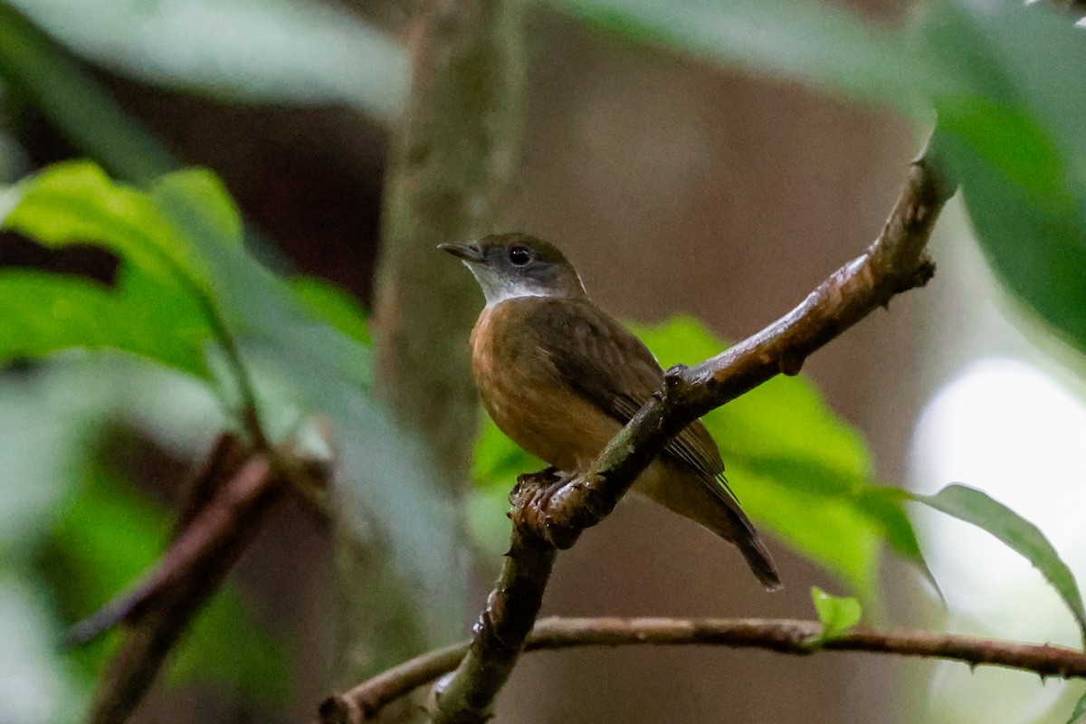 Orange-crowned Manakin - ML620785775