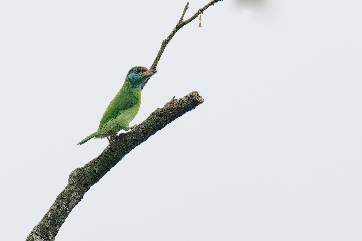 Blue-throated Barbet (Blue-crowned) - ML620785779