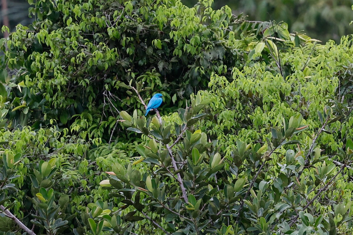 Plum-throated Cotinga - ML620785781