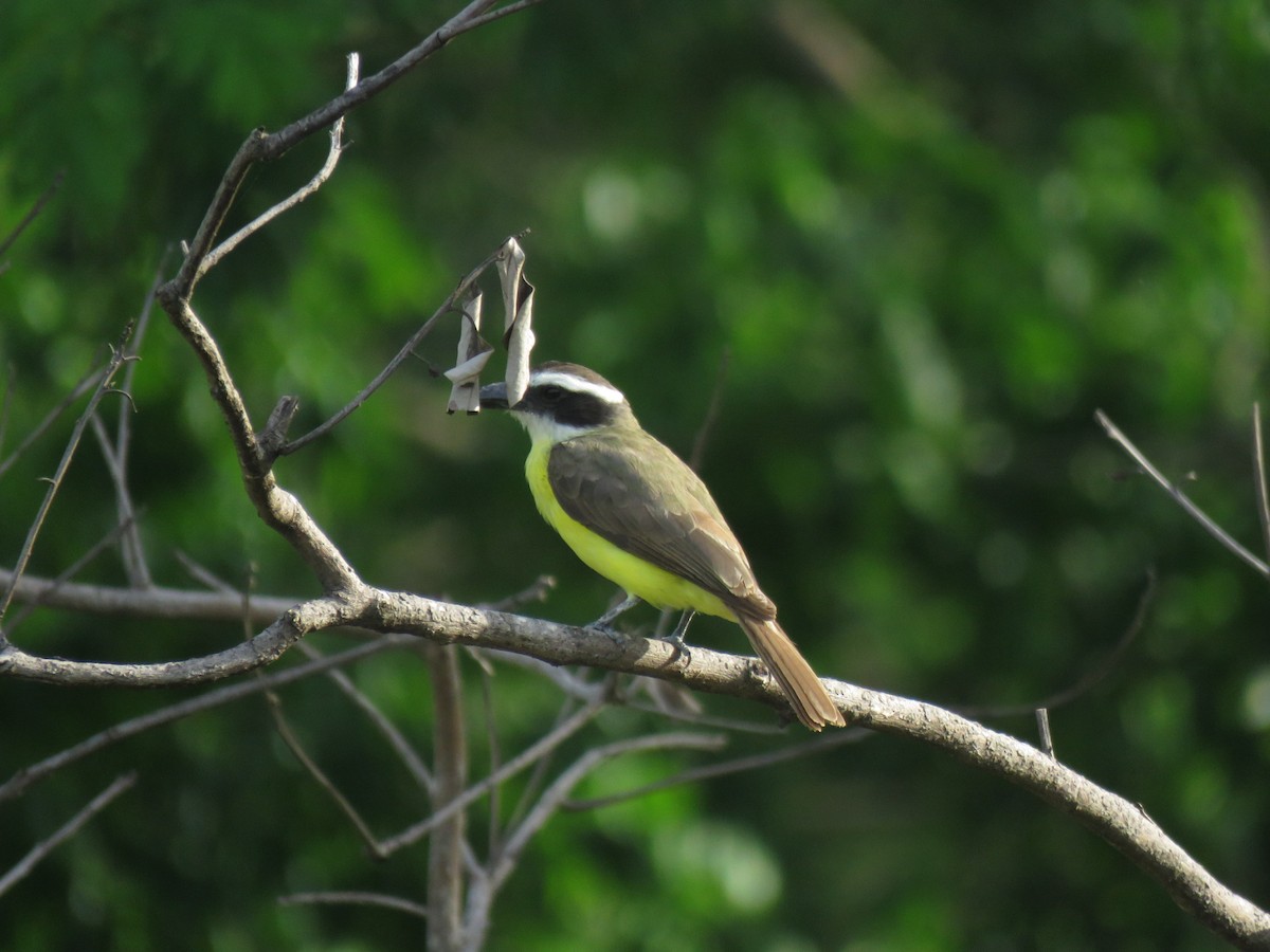 Boat-billed Flycatcher - ML620785783