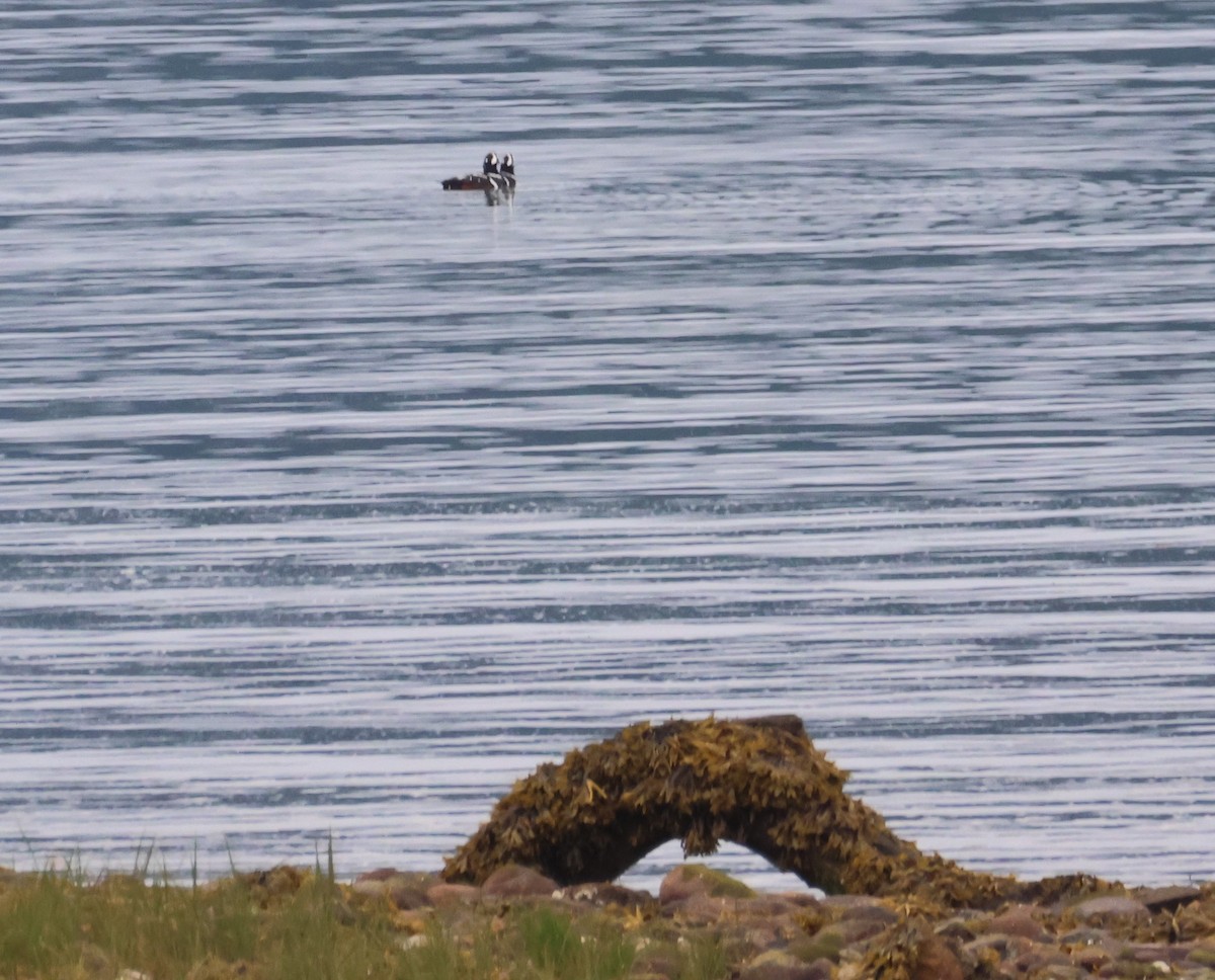 Harlequin Duck - ML620785790