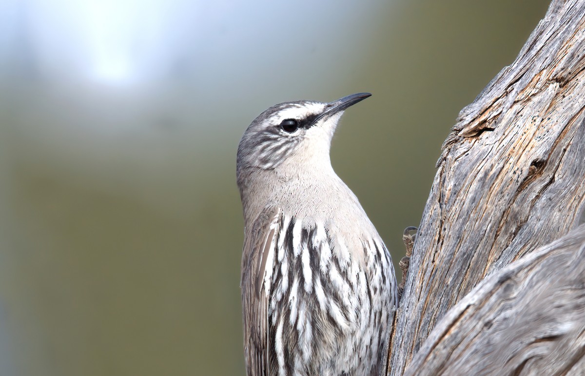 White-browed Treecreeper - ML620785794