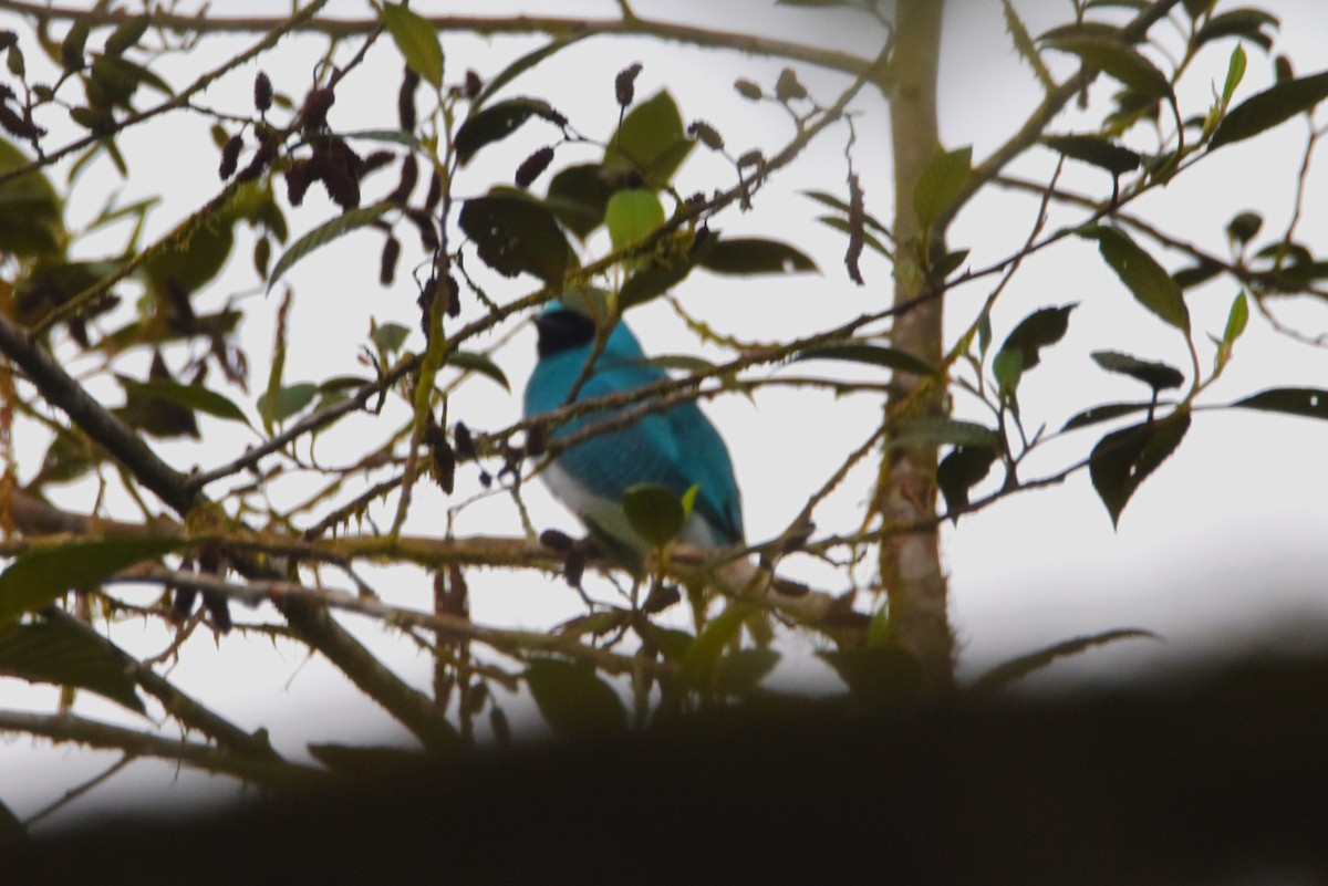 Swallow Tanager - ML620785801