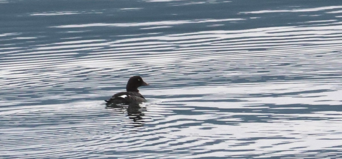 Common Goldeneye - ML620785803