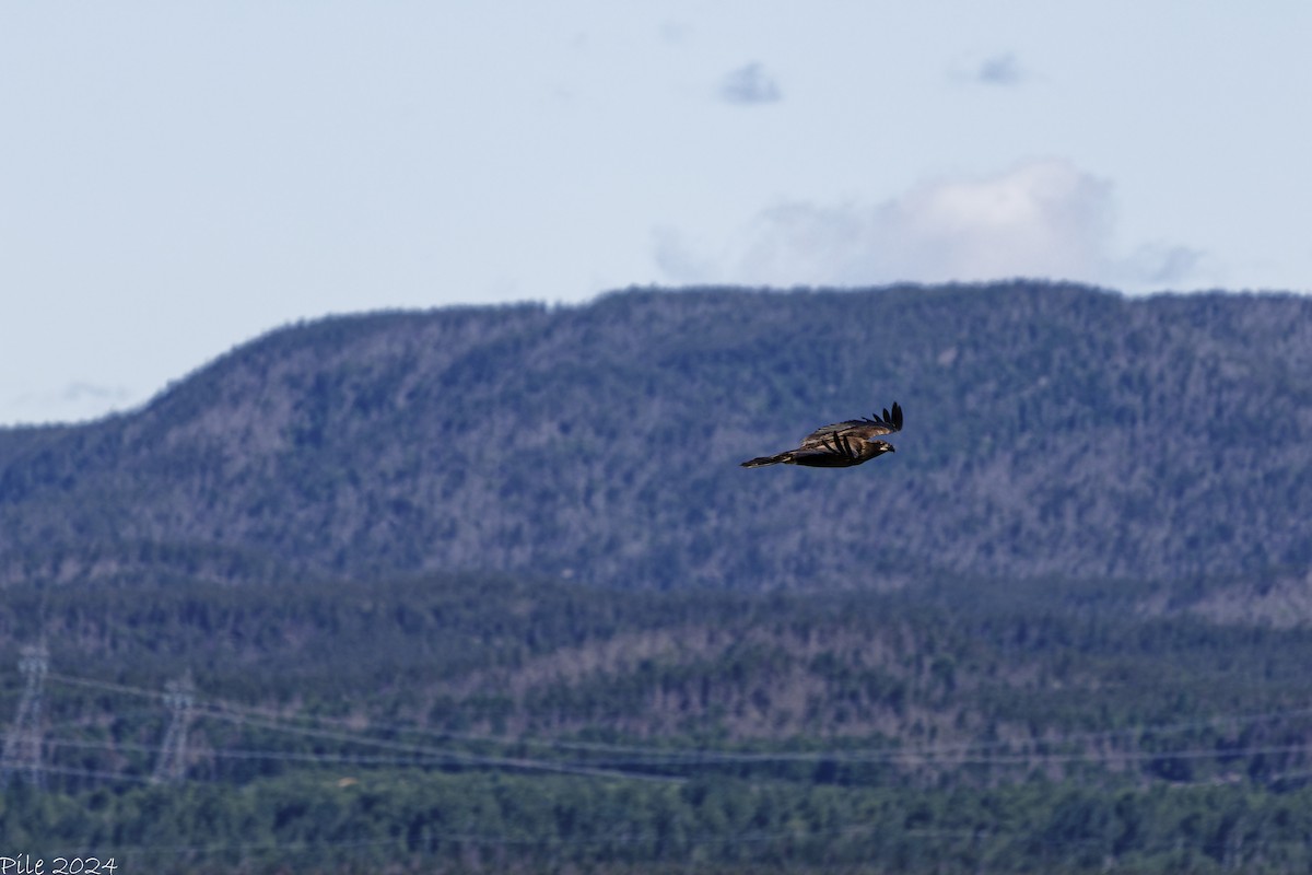 Bald Eagle - ML620785804