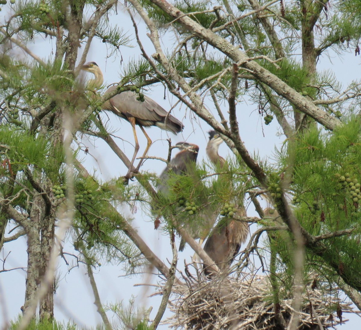 Great Blue Heron - ML620785807