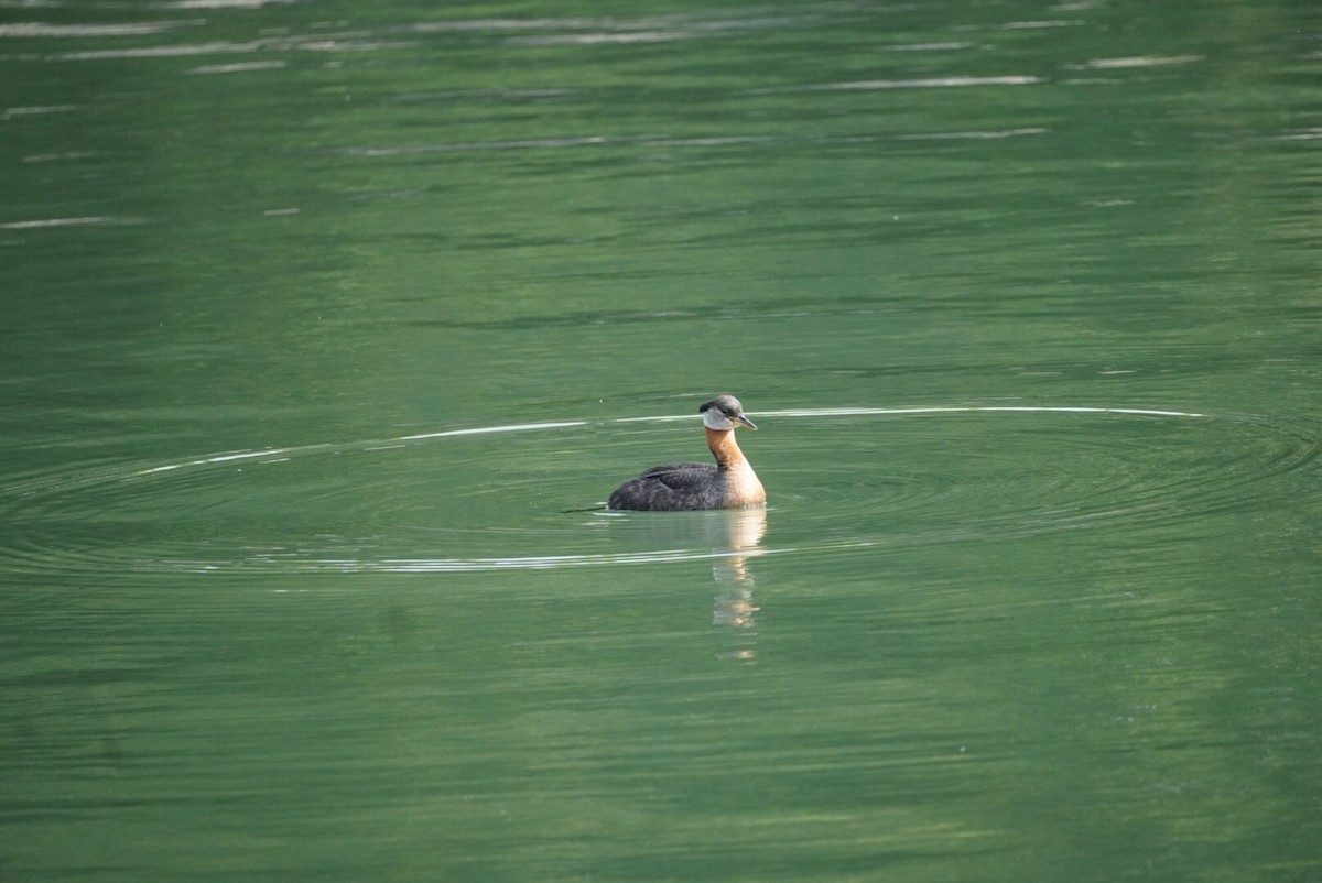 Red-necked Grebe - ML620785808