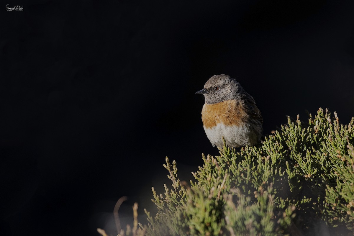 Robin Accentor - ML620785809