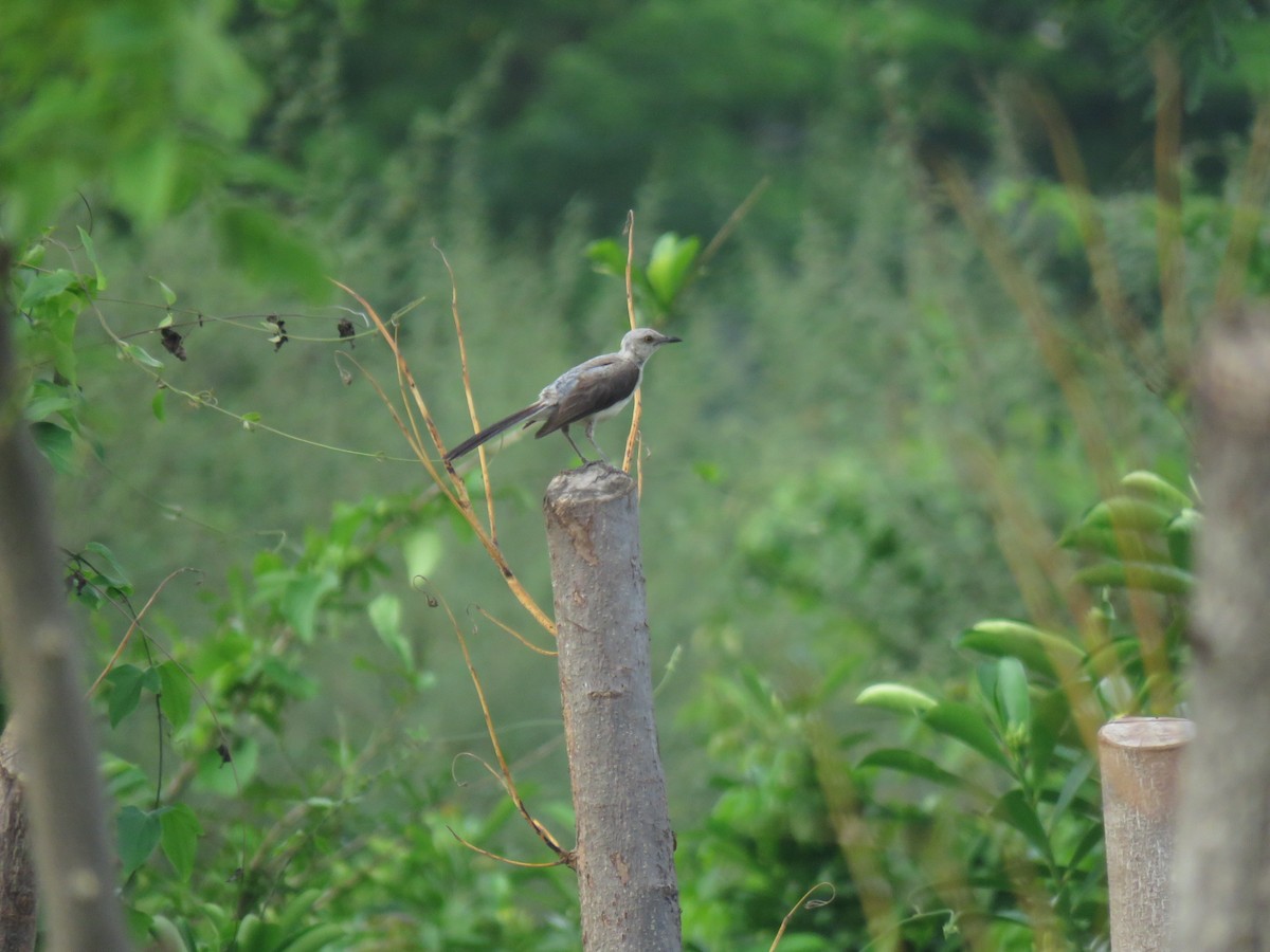 Tropical Mockingbird - ML620785813