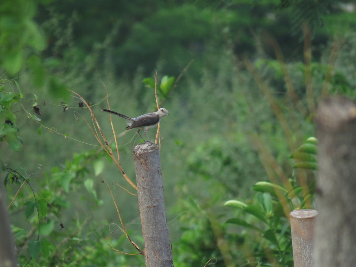 Tropical Mockingbird - ML620785814