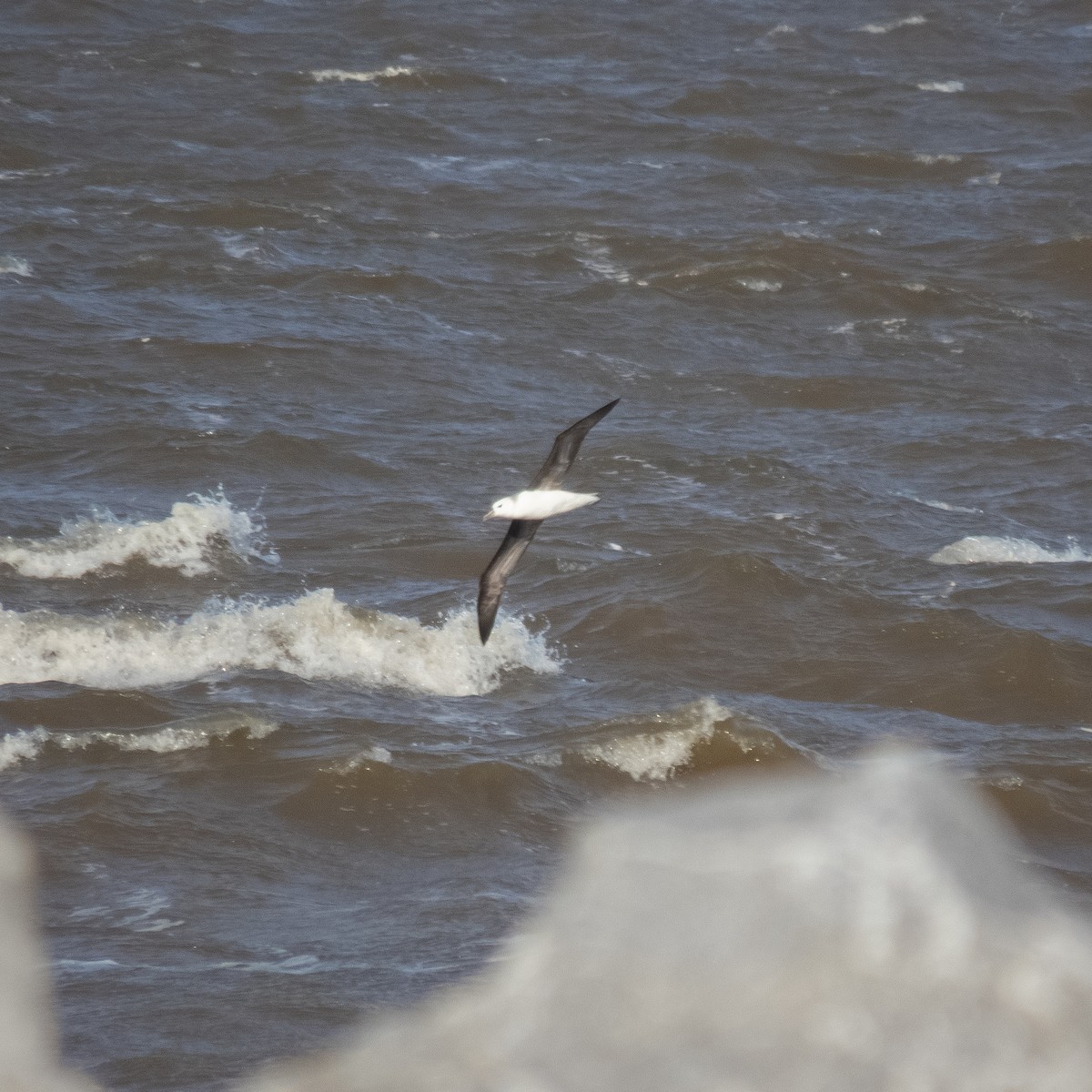 Black-browed Albatross - ML620785816