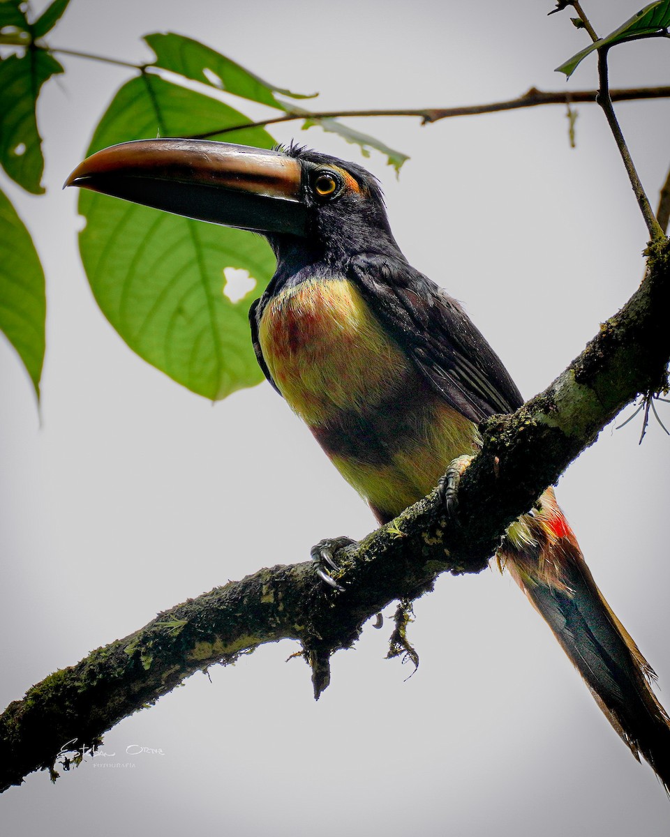 Collared Aracari - ML620785817