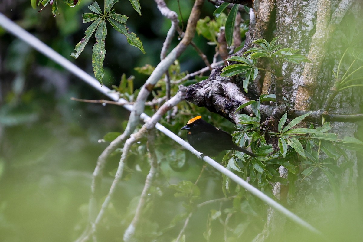 Flame-crested Tanager (Flame-crested) - ML620785820