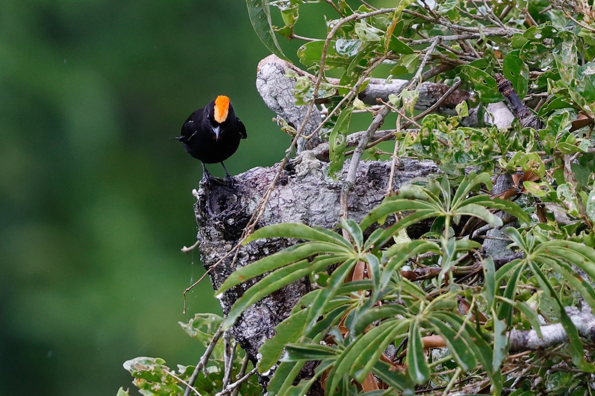 Flame-crested Tanager (Flame-crested) - ML620785821