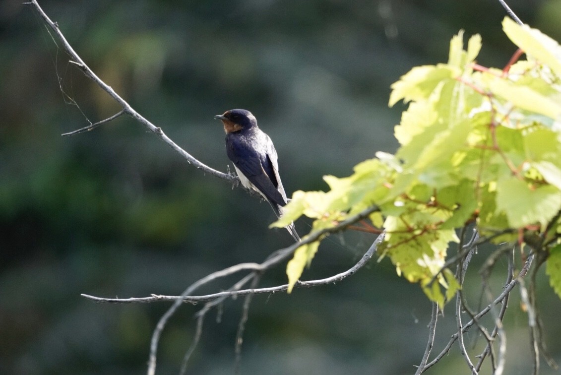 Barn Swallow - ML620785822