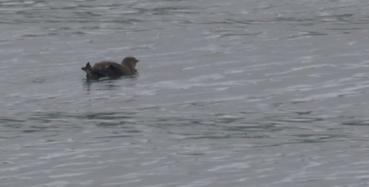 Marbled Murrelet - ML620785823