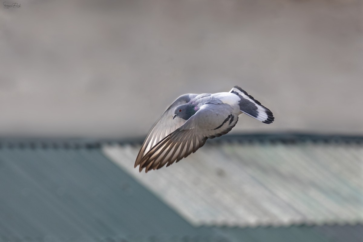 Hill Pigeon - Samyam Rumba