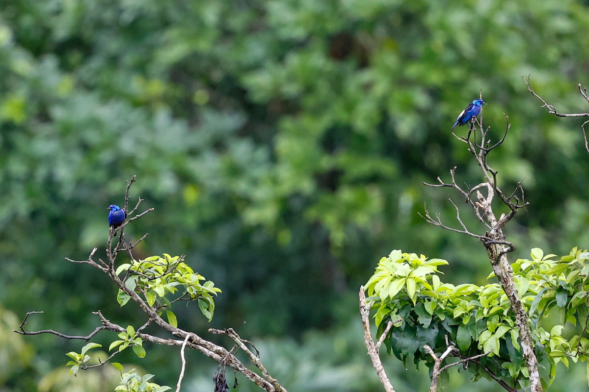 Opal-rumped Tanager (Opal-rumped) - ML620785829