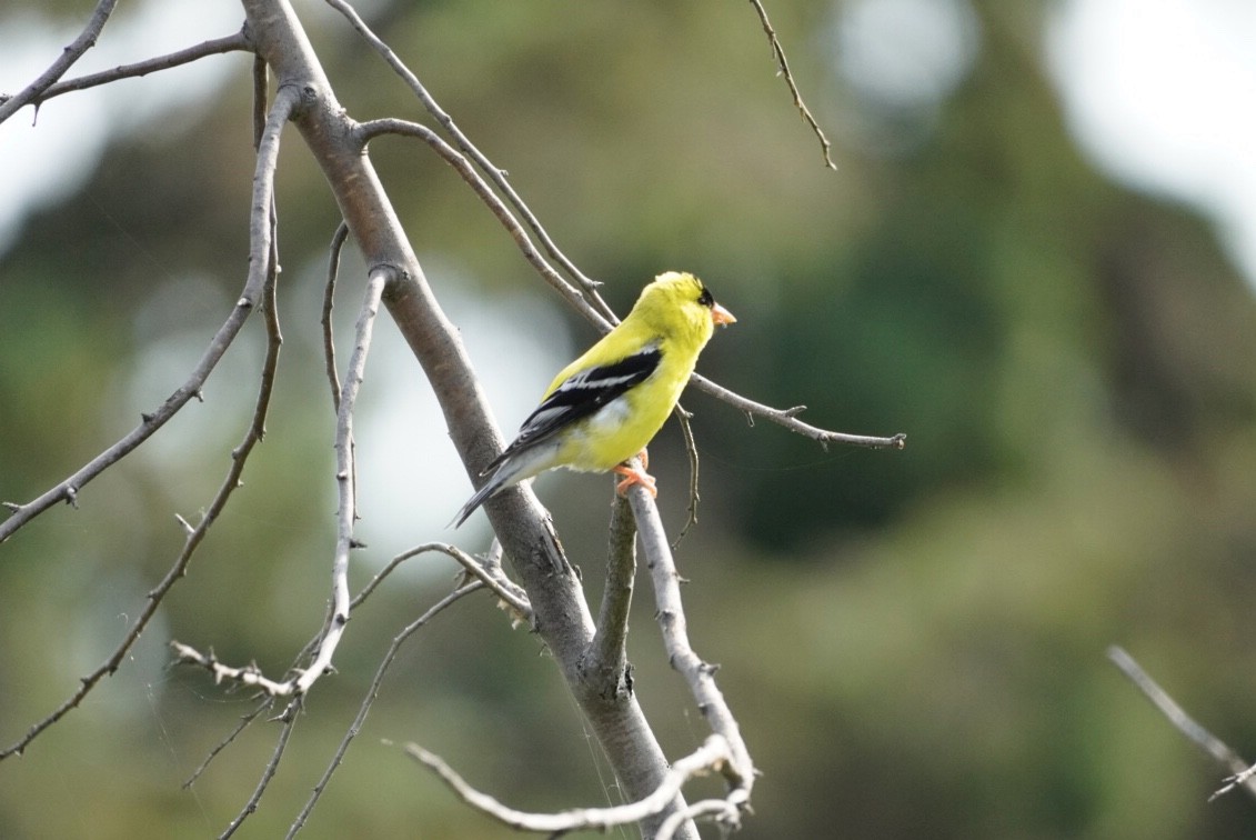 American Goldfinch - ML620785830