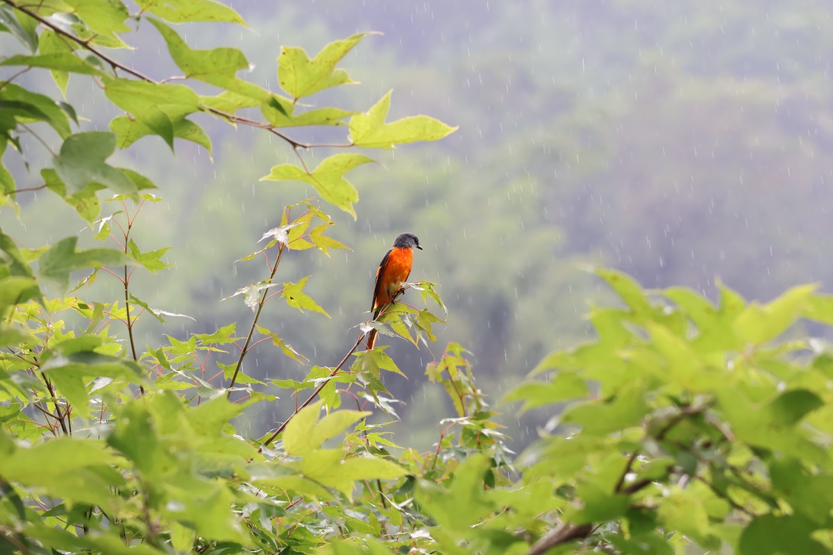 Gray-chinned Minivet - ML620785835