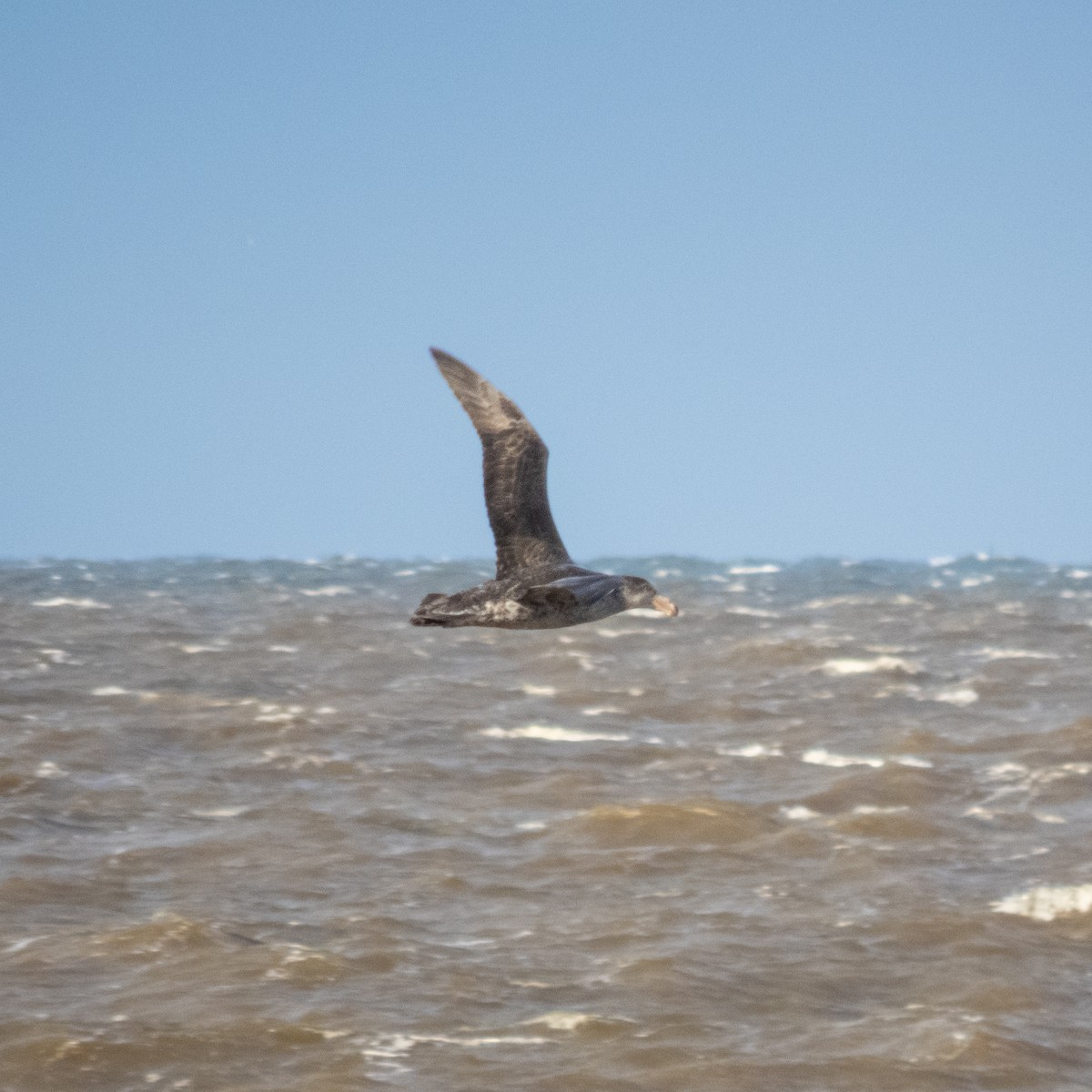 Northern Giant-Petrel - ML620785837