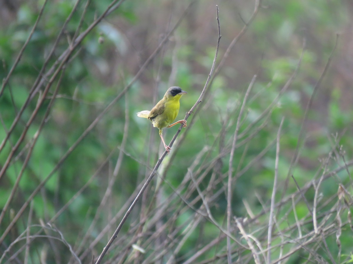 Gray-crowned Yellowthroat - ML620785840