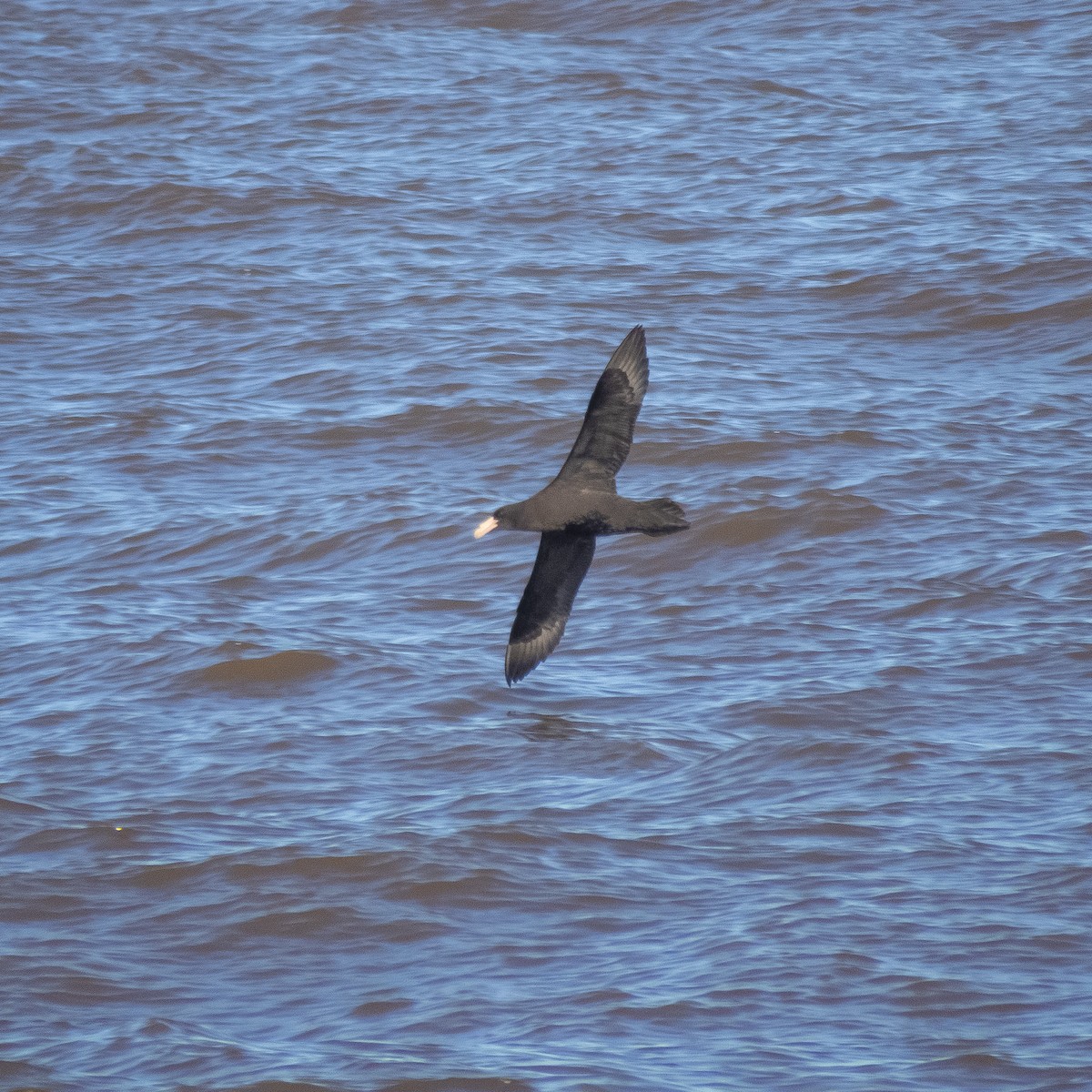 Southern Giant-Petrel - ML620785846