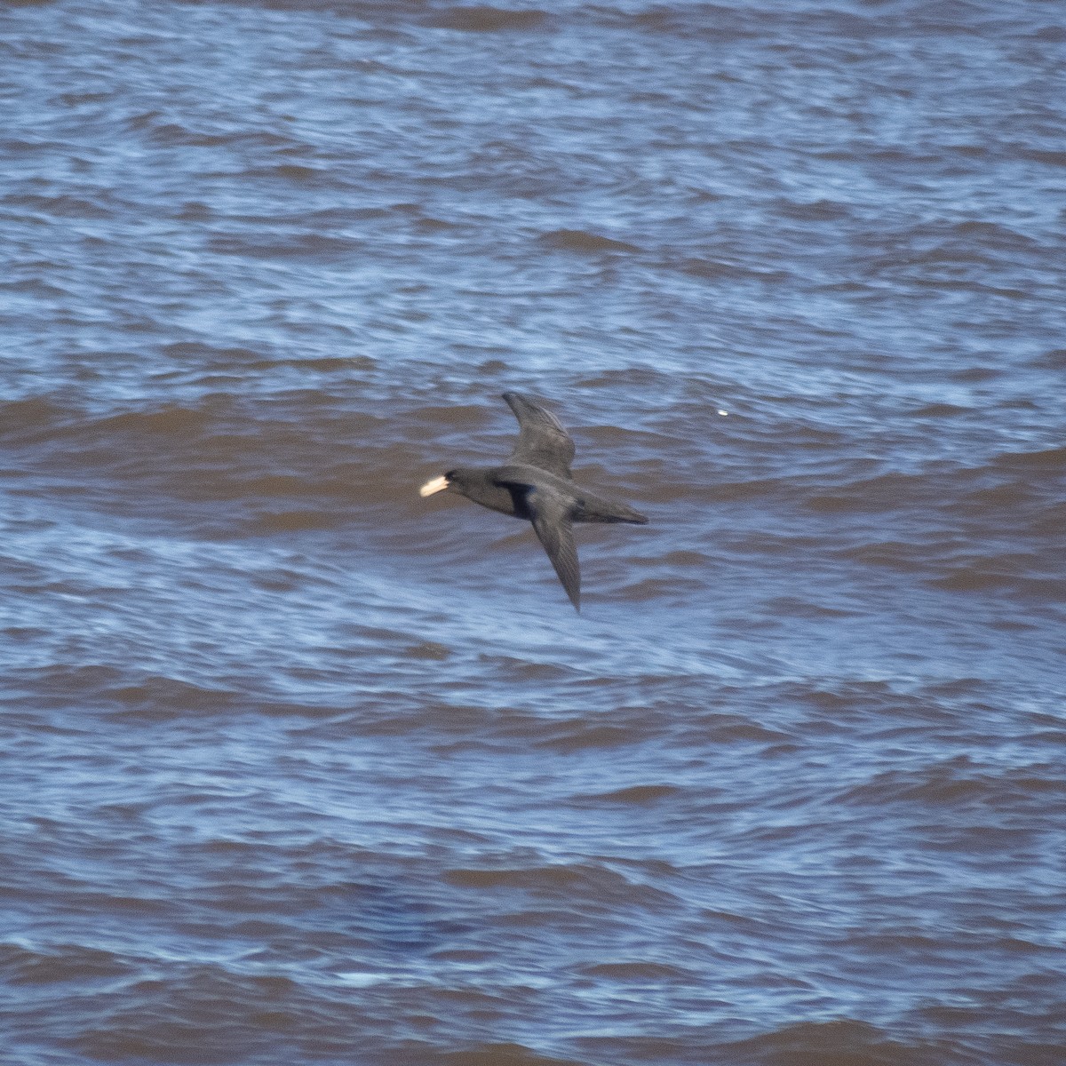 Southern Giant-Petrel - ML620785847