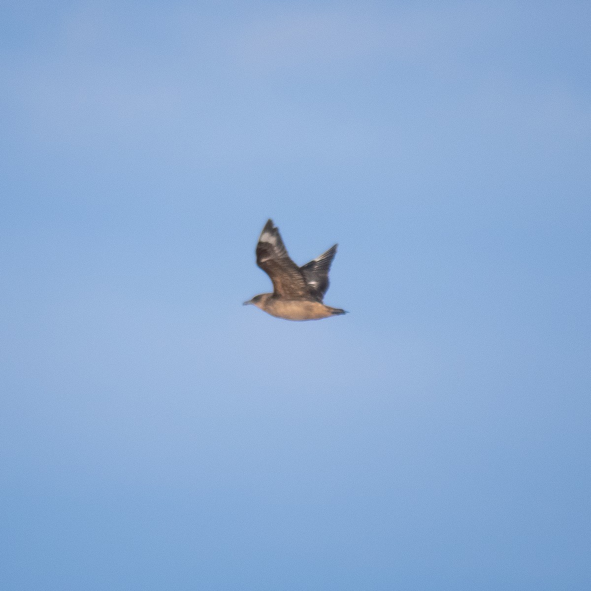 Chilean Skua - ML620785851