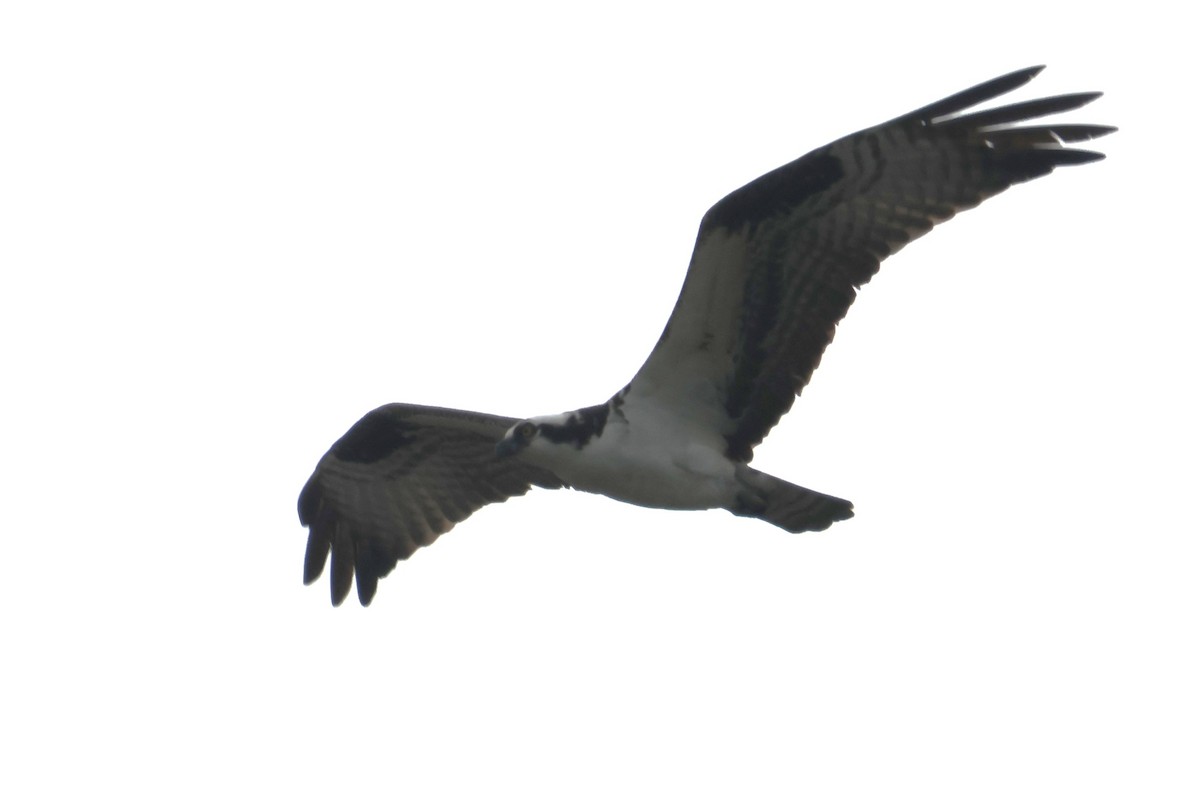 Osprey - ML620785854