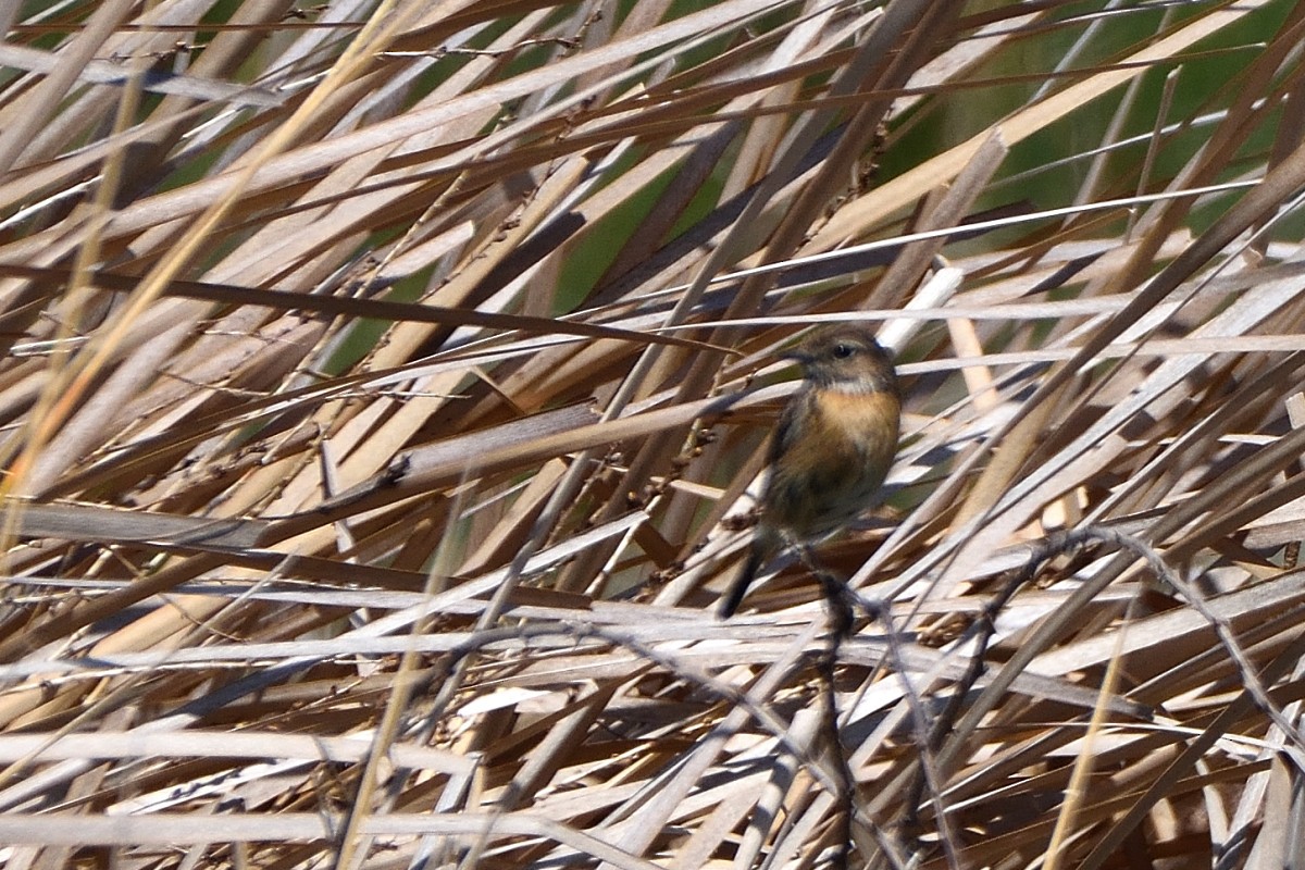 European Stonechat - ML620785856