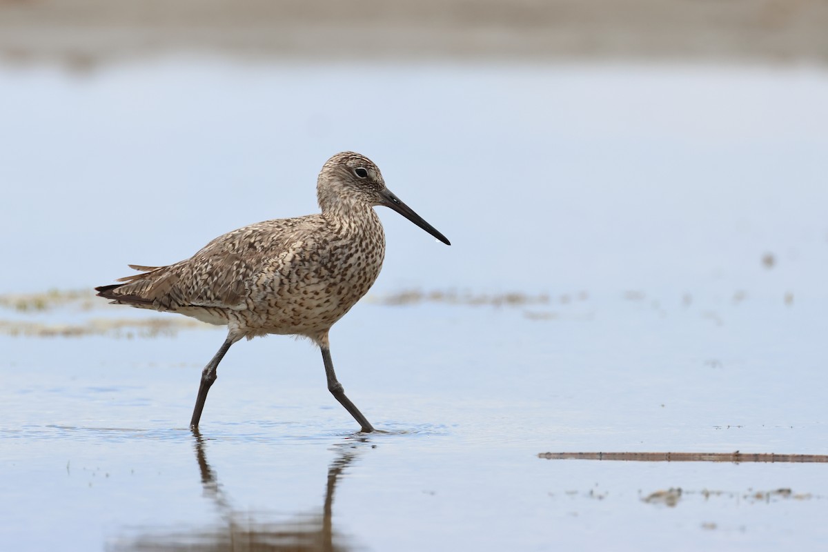 Willet - ML620785857