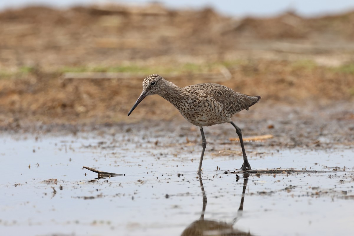 Willet - ML620785858