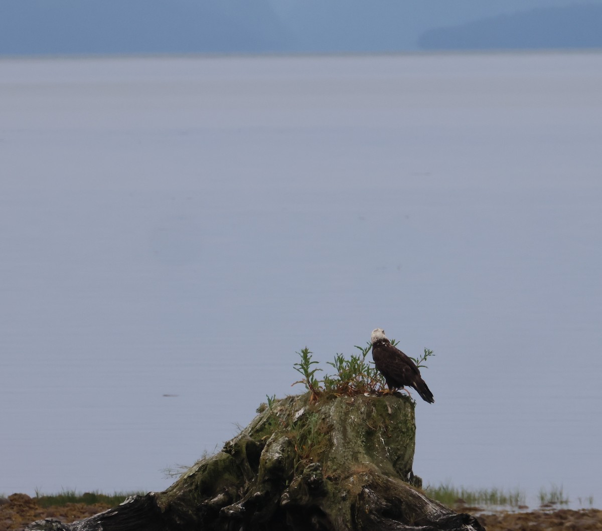 Bald Eagle - ML620785862