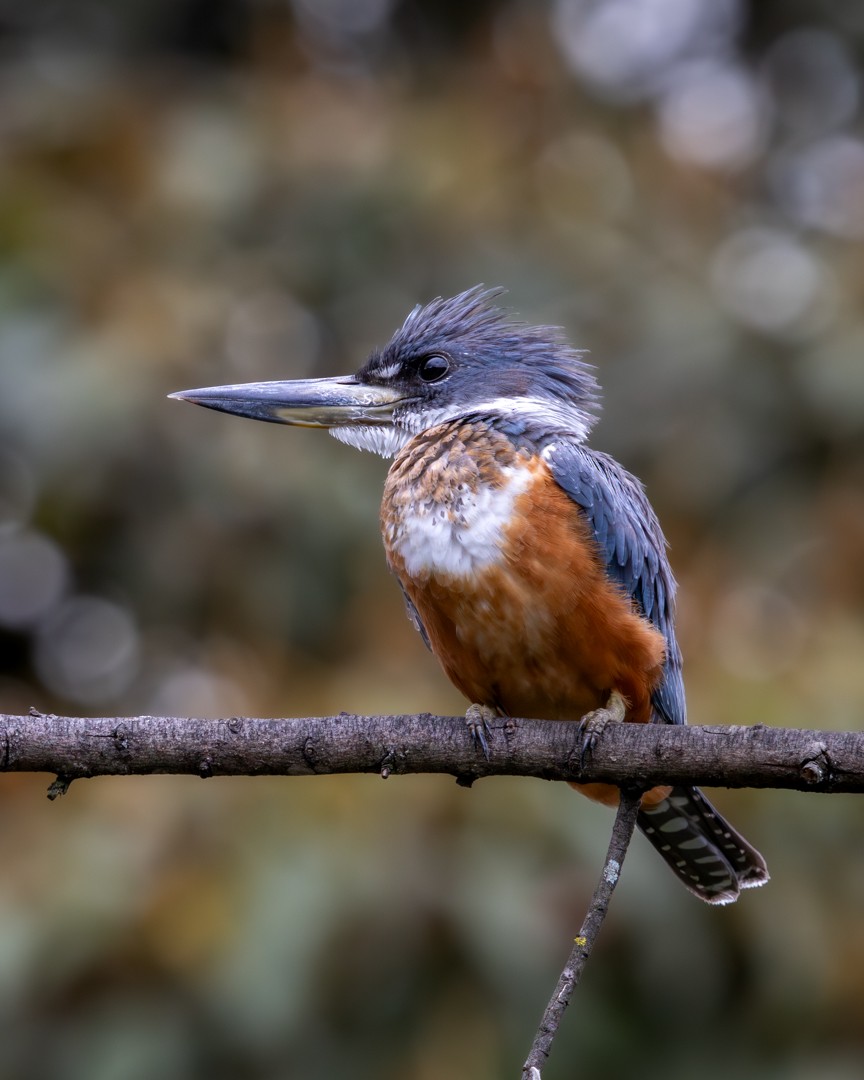 Ringed Kingfisher - ML620785863