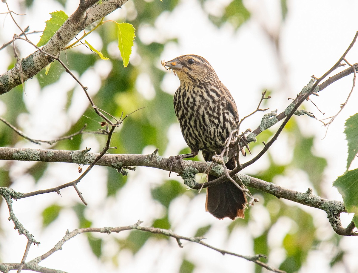 Red-winged Blackbird - ML620785864