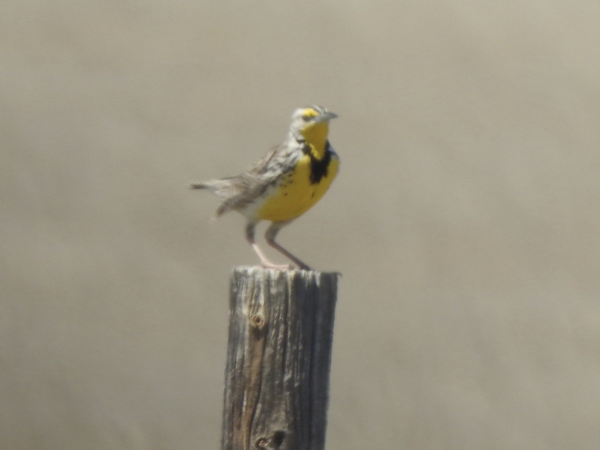 Western Meadowlark - ML620785865