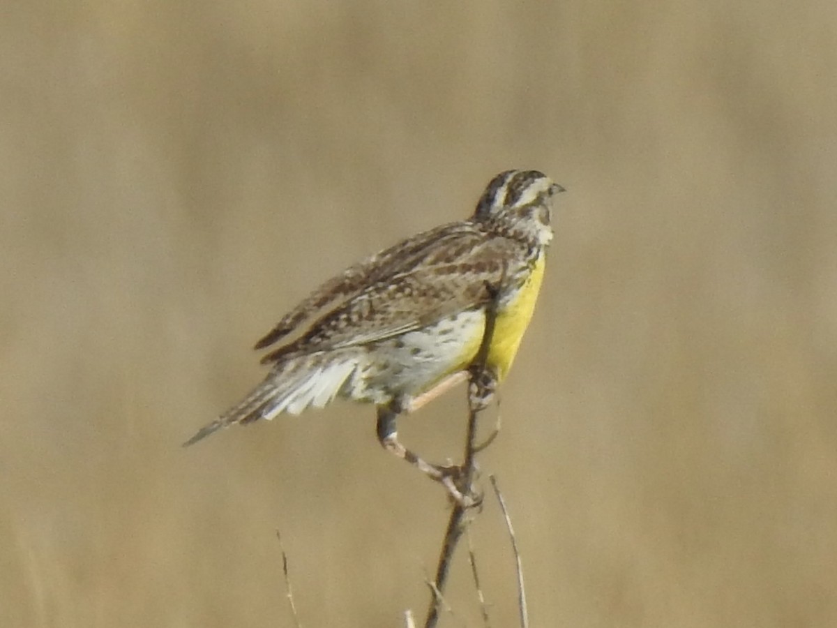 Western Meadowlark - ML620785866