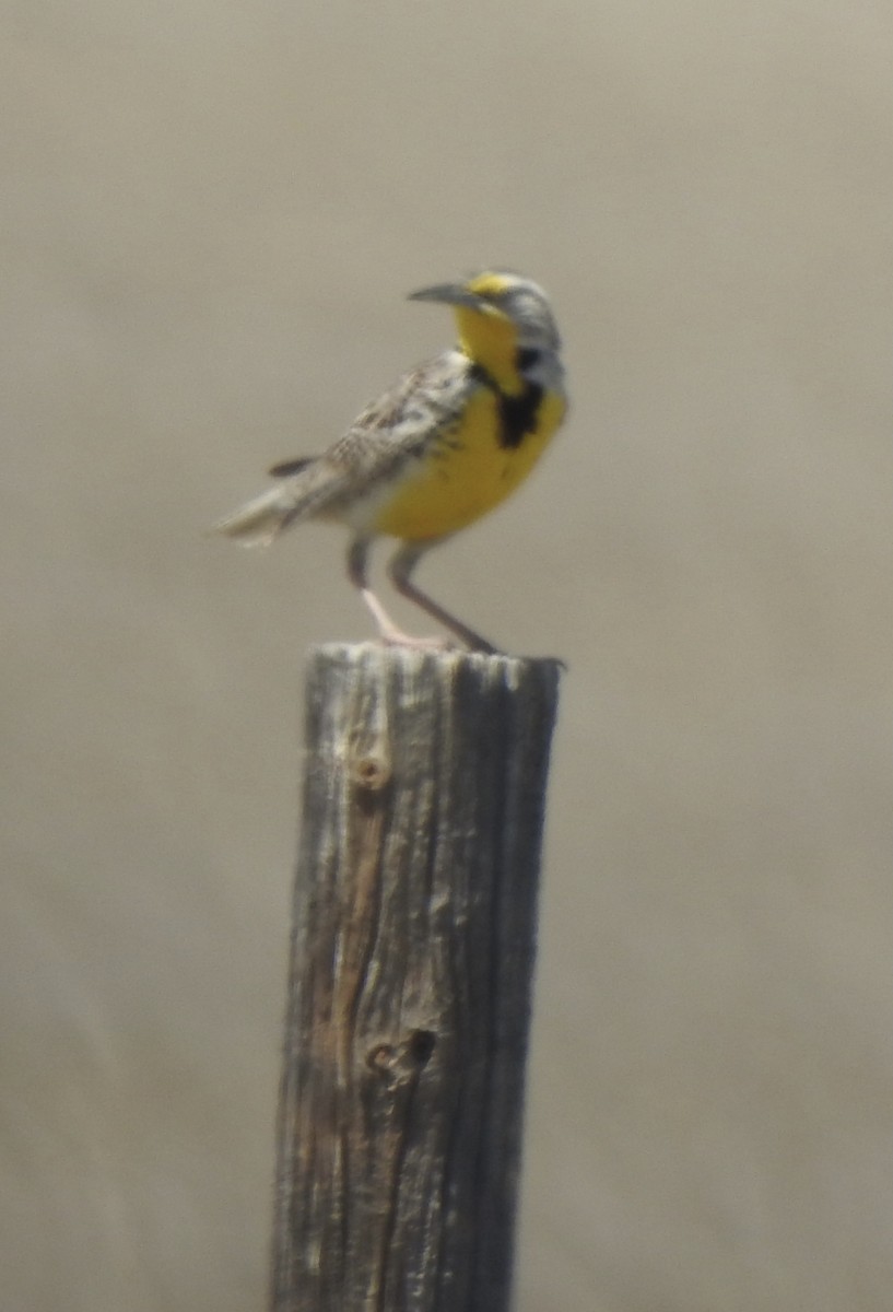 Western Meadowlark - ML620785867