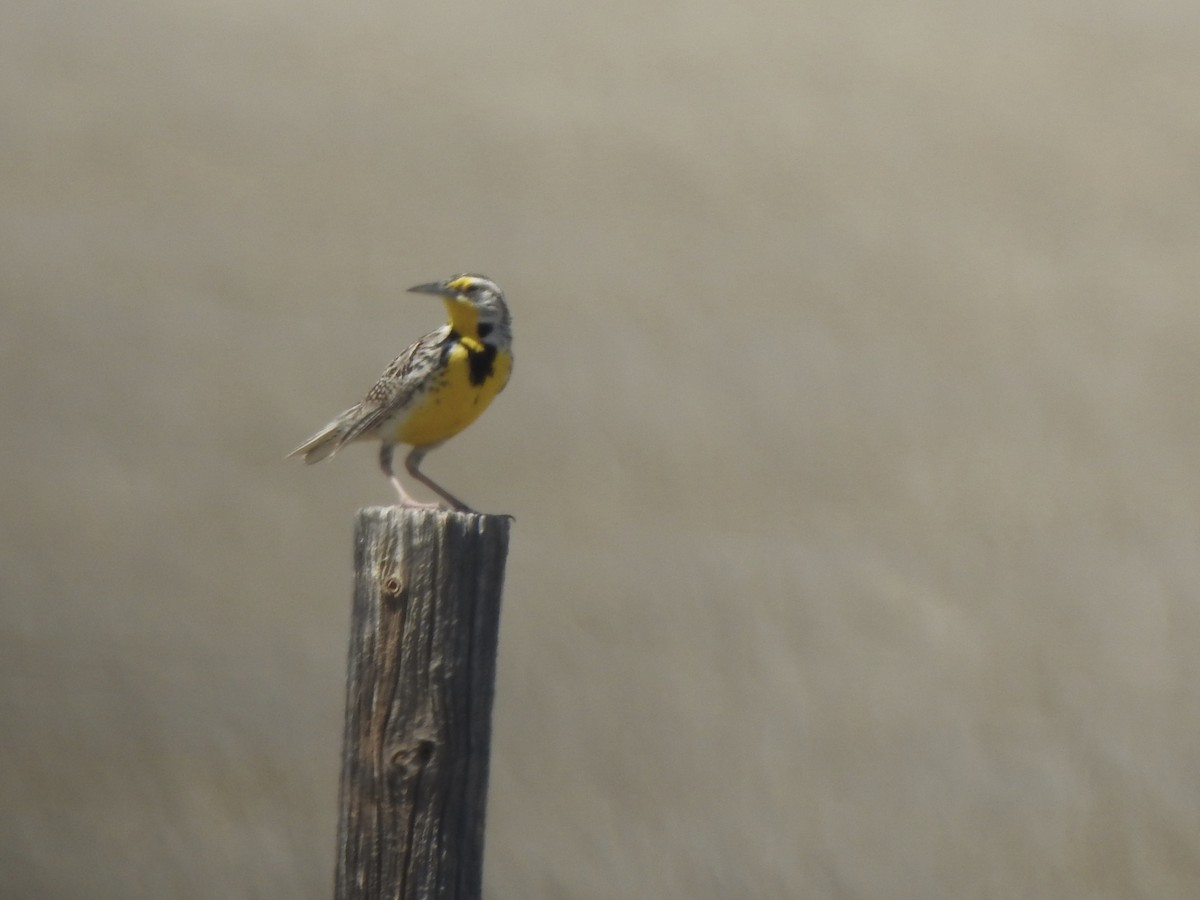 Western Meadowlark - Terry Crowe