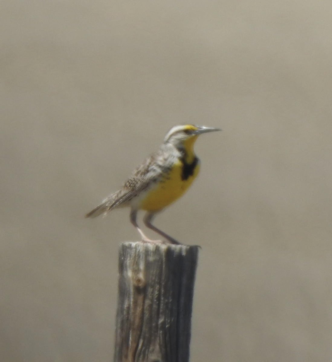 Western Meadowlark - ML620785870