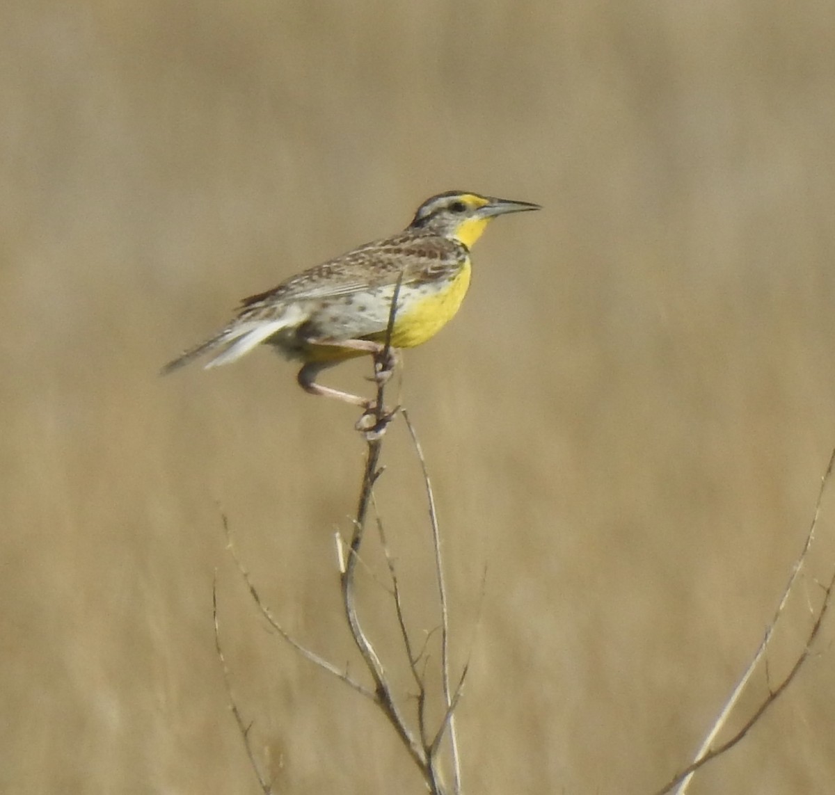 Western Meadowlark - ML620785872