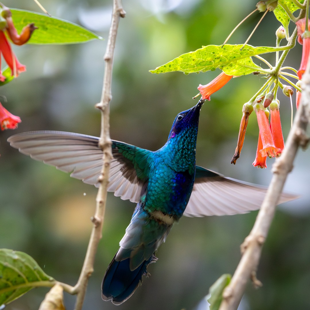 Colibrí Rutilante - ML620785873