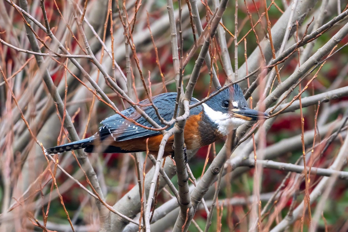 Ringed Kingfisher - ML620785874